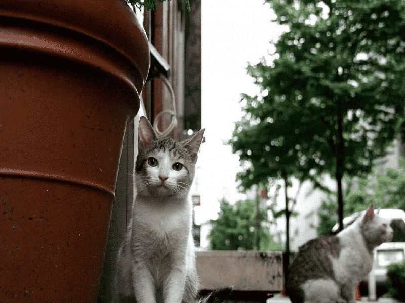 造假试管发票怎么开（一代试管和二代试管三代）