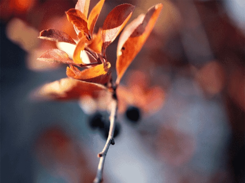 试管nt后用药（清迈试管婴孩事件）